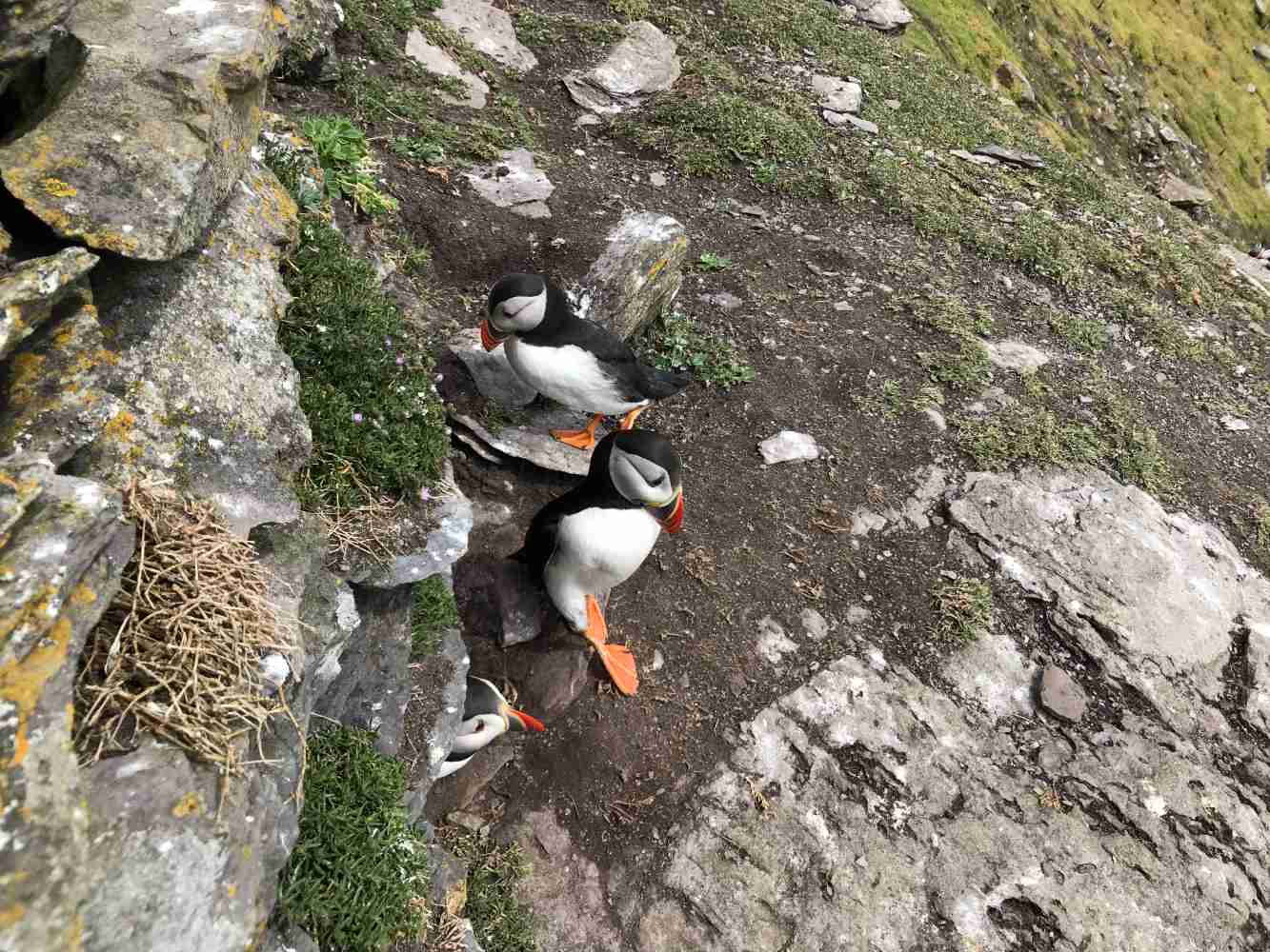Looking For Puffins on Skellig Island? Here Are 10 Things You Should Know Atlantic puffin nesting on Skellig Michael