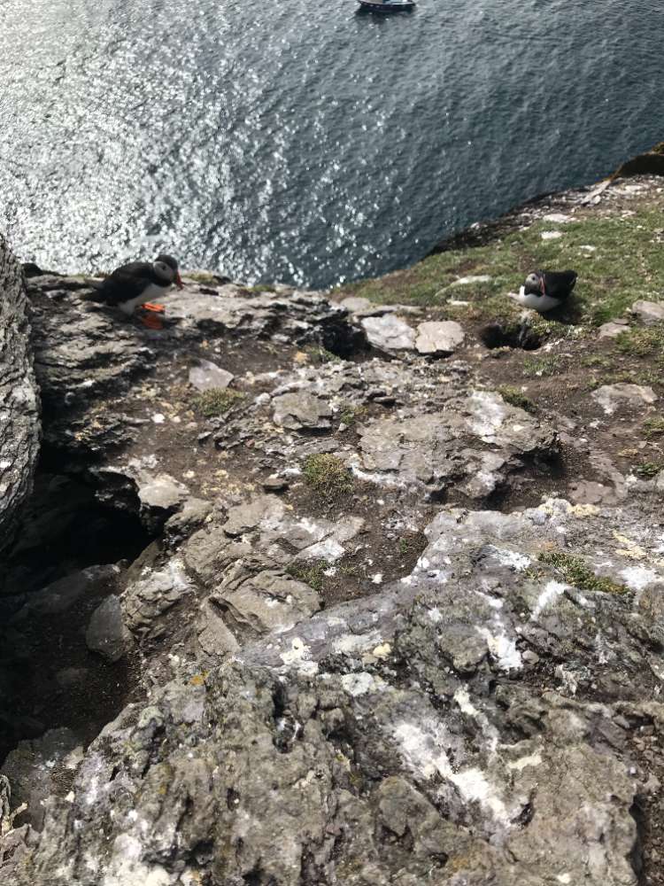 Puffins on Skellig Michael Puffins on Skellig Michael